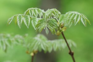 イヌエンジュ新葉2025年5月18日