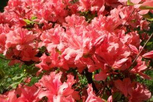 2025年5月19日ヤマツツジの花