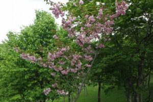 2025年5月18日桜の状況 (新桜並木の八重ザクラ3)