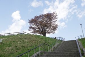 2025年5月5日桜の状況 (展望台一本桜)1