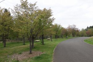 2025年5月9日桜の状況 (新桜並木) (1)