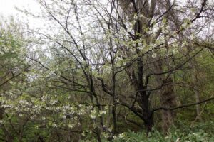 2025年5月10日桜の状況 (巨木の谷セイヨウミザクラ)