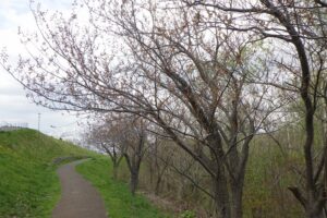 2025年5月4日桜の状況 (八重桜並木)