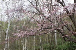 2025年5月2日桜の状況 (森の家近く)
