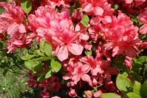 2025年5月17日桜の状況 (ヤマツツジの花のアップ、園内各所)