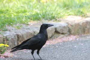 ハシボソガラス2025年5月25日