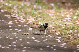 2025年5月5日桜の状況 (散った花びらとシジュウカラ)