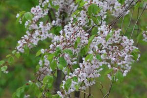 カスミザクラ2025年5月11日