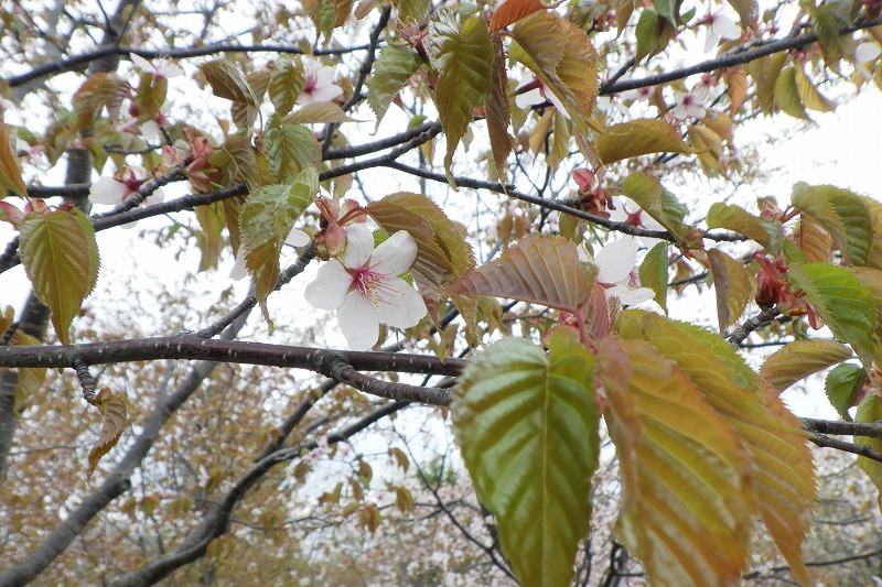2025年5月4日桜の状況 (新桜並木の花のアップ)