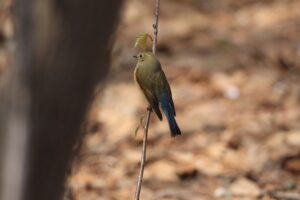 ルリビタキ2025年5月5日
