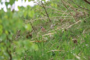 ホオジロ雄2025年5月18日