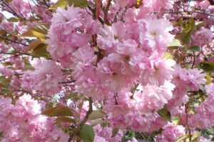 2025年5月15日桜の状況 (寺田京子句碑近くの八重ザクラ並木の花のアップ)