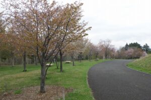 2025年5月4日桜の状況 (新桜並木)