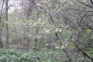 2025年5月9日桜の状況 (巨木の谷のセイヨウミザクラ) (2)