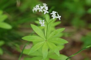 クルマバソウ2025年5月25日
