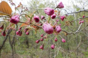 2025年5月9日桜の状況 (八重桜並木の花のアップ)