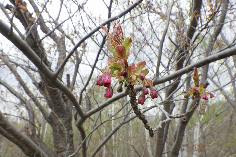 2025年5月4日桜の状況 (八重桜並木のつぼみのアップ)