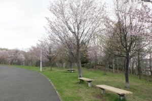 2025年5月2日桜の状況 (新桜並木2)