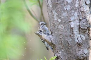 コゲラ2025年5月5日吊り橋付近