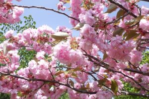 2025年5月17日桜の状況 (新桜並木の八重ザクラの花のアップ)