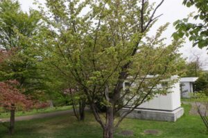 2025年5月14日桜の状況 (新桜並木のカスミザクラ花が終了)