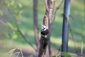 オオアカゲラ雌2025年5月25日学びの森