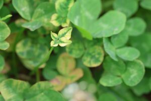 斑入りシロツメクサ四つ葉のクローバー2025年5月25日