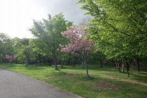 2025年5月18日桜の状況 (新桜並木の八重ザクラ2)