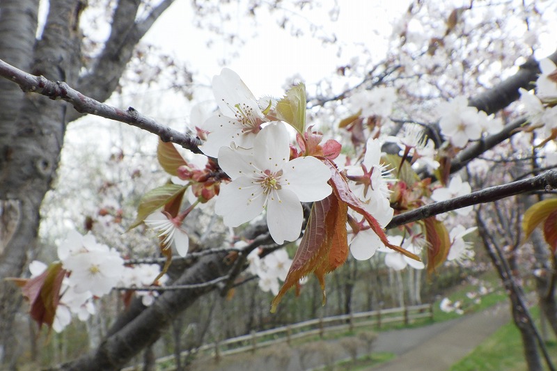 2025年5月2日桜の状況 (新桜並木の花のアップ)
