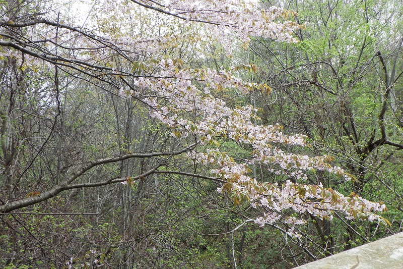 2025年5月6日桜の状況 (吊り橋から見る桜)