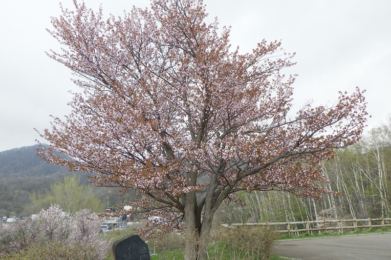 2025年5月2日桜の状況 (展望台一本桜2)