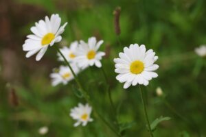 フランスギク2025年6月8日