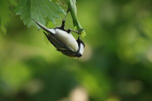 シジュウカラ2025年6月1日