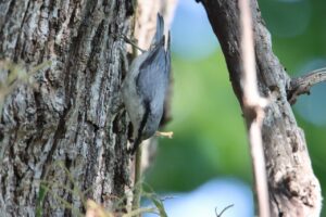 ゴジュウカラ2025年6月29日
