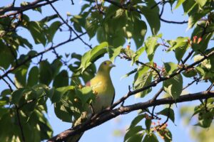 アオバト2025年6月14日