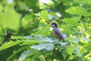 ヤマガラ2025年6月1日