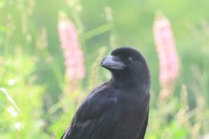 ハシブトガラス2025年6月23日