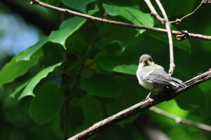 シジュウカラ幼鳥2025年6月1日幼鳥