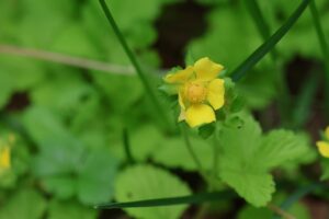 ヘビイチゴ2025年6月1日