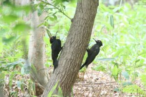 クマゲラ2025年6月23日
