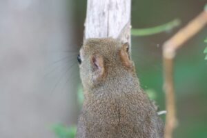 エゾリス2025年6月8日