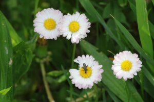 ヒナギク2025年6月1日通常タイプ