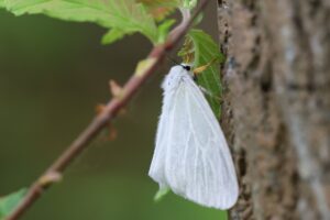 キアシドクガ2025年6月23日