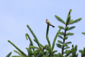 ホオジロ雄2025年6月23日