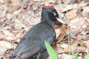 クマゲラ雌2025年6月8日