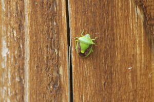 チャバネアオカメムシ2025年6月1日