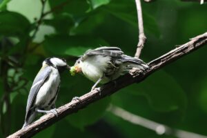 シジュウカラ幼鳥2025年6月1日親が幼鳥に給餌