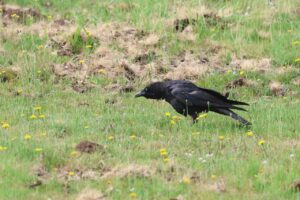 ハシボソガラス2025年6月23日