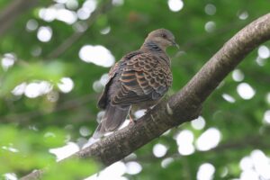 キジバト2025年6月1日