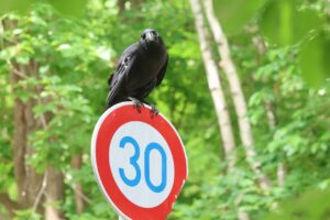 ハシブトガラス2025年6月14日標識の上